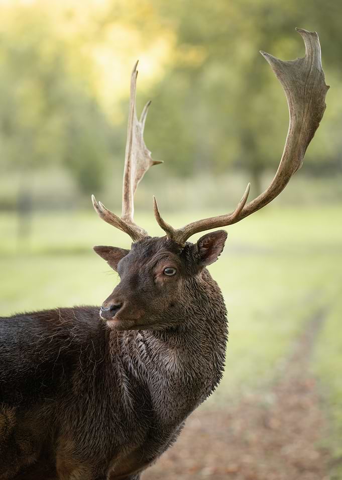 Majestic Stag with Antlers
