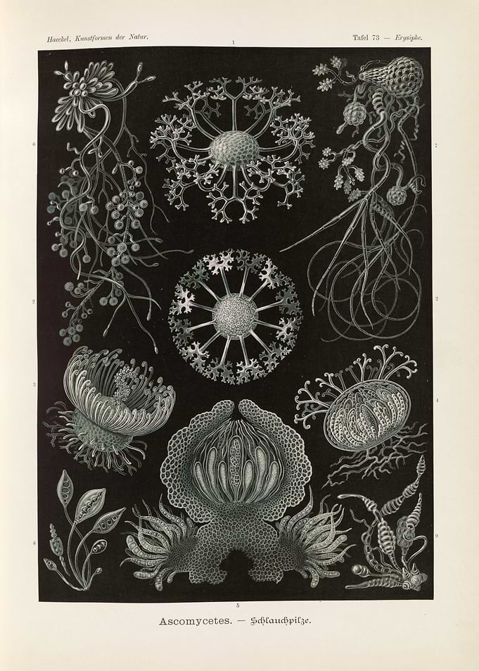 Haeckel's Art Forms of Nature: Ascomycetes