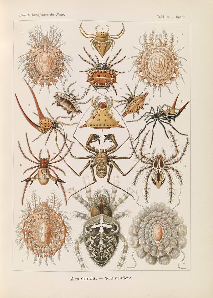 Arachnida - Spinnentiere Illustration