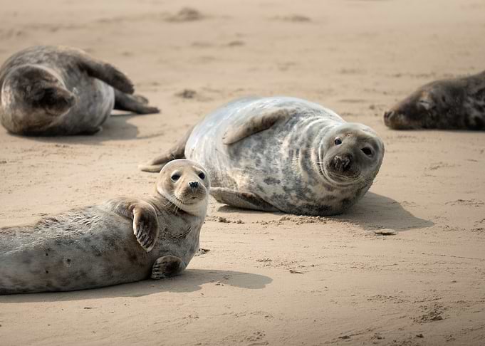 Seals on a Sandy Beach