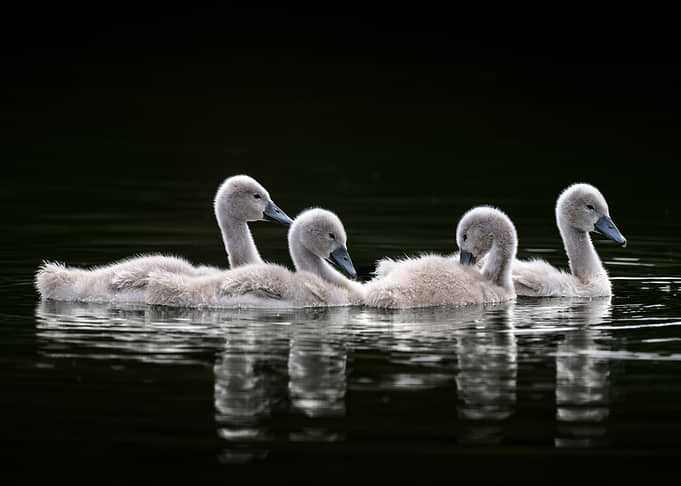 Four Cygnet Swans Swimming