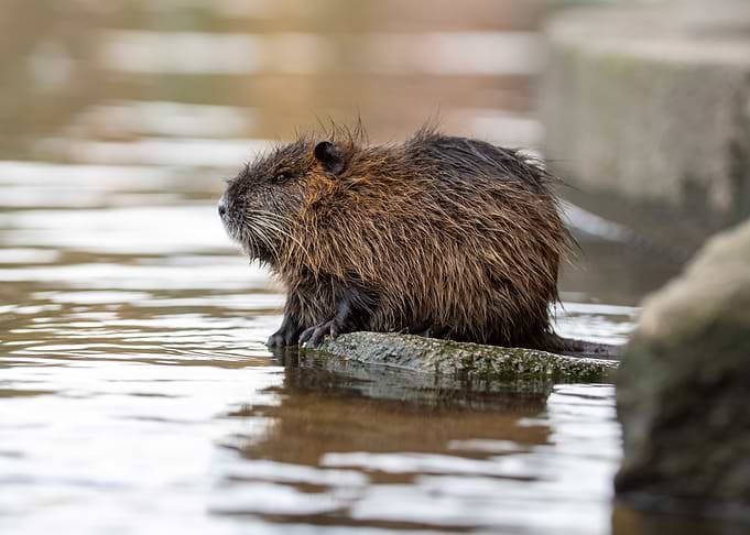 Nutria sitting on a rock in water