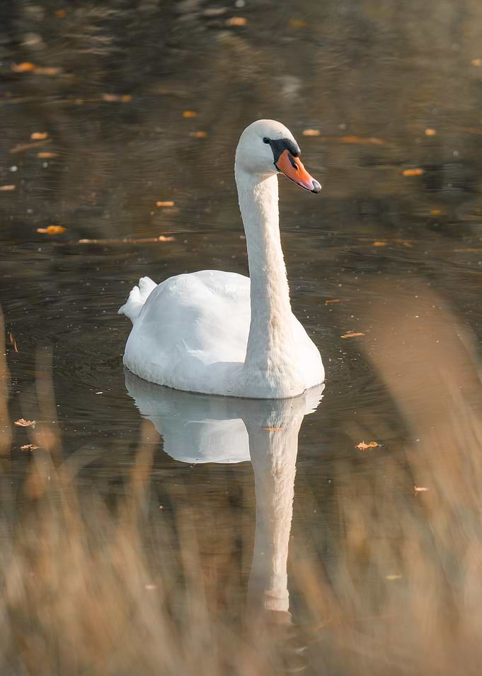 Swan on a tranquil lake