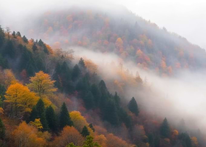 Misty Autumn Mountain Forest