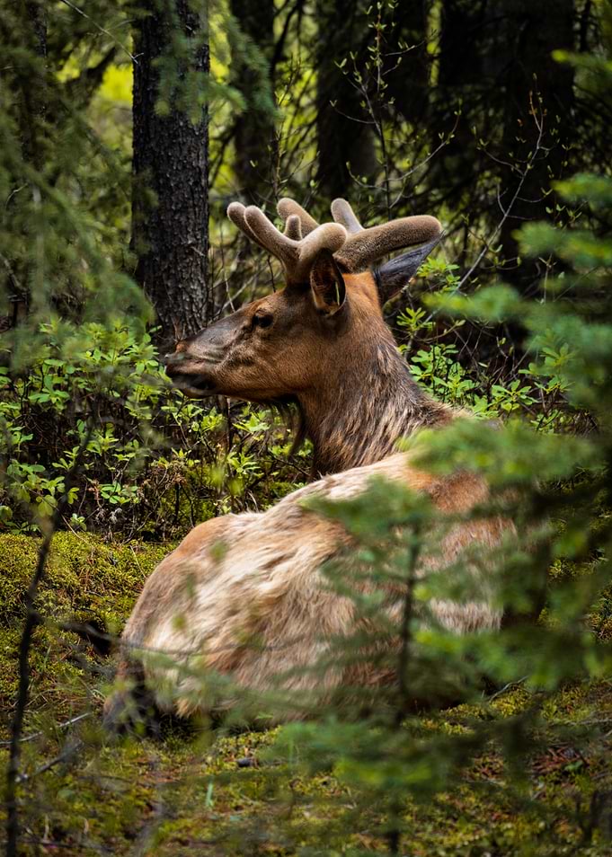 Elk resting in a forest
