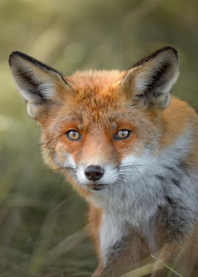 Red Fox