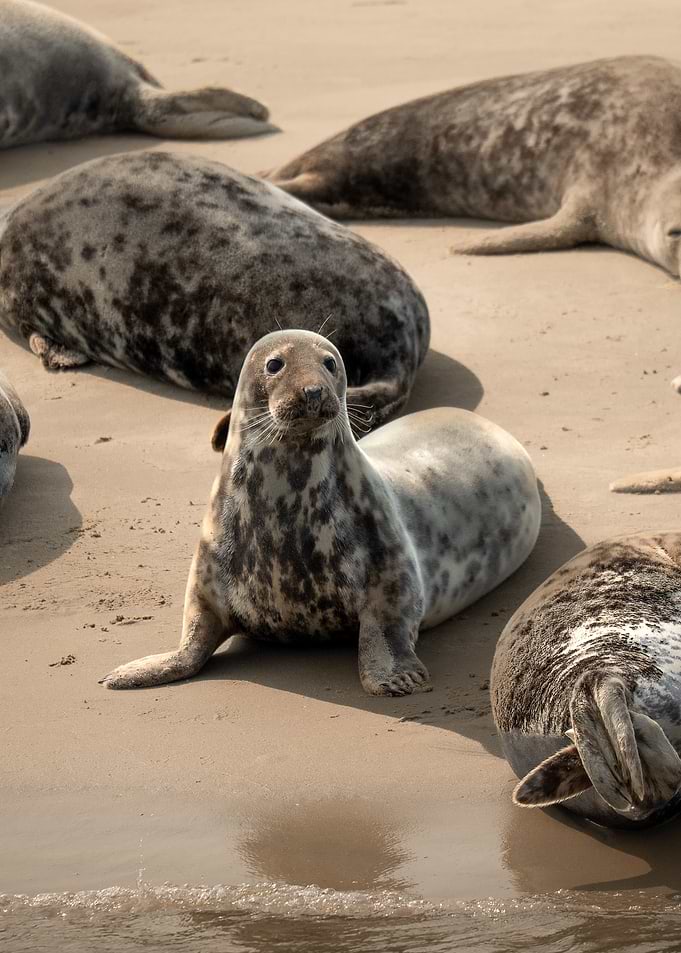 Seals on a Sandy Beach