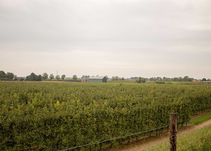 Orchard with Farm Buildings Under Cloudy Sky