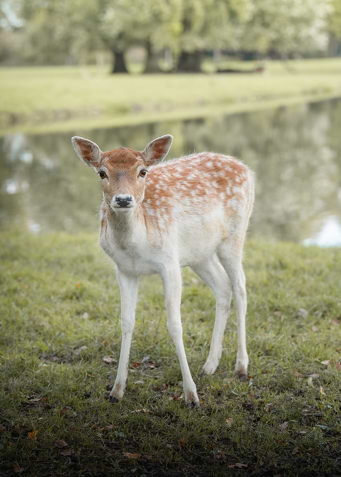 Young Fawn Standing in a Field
