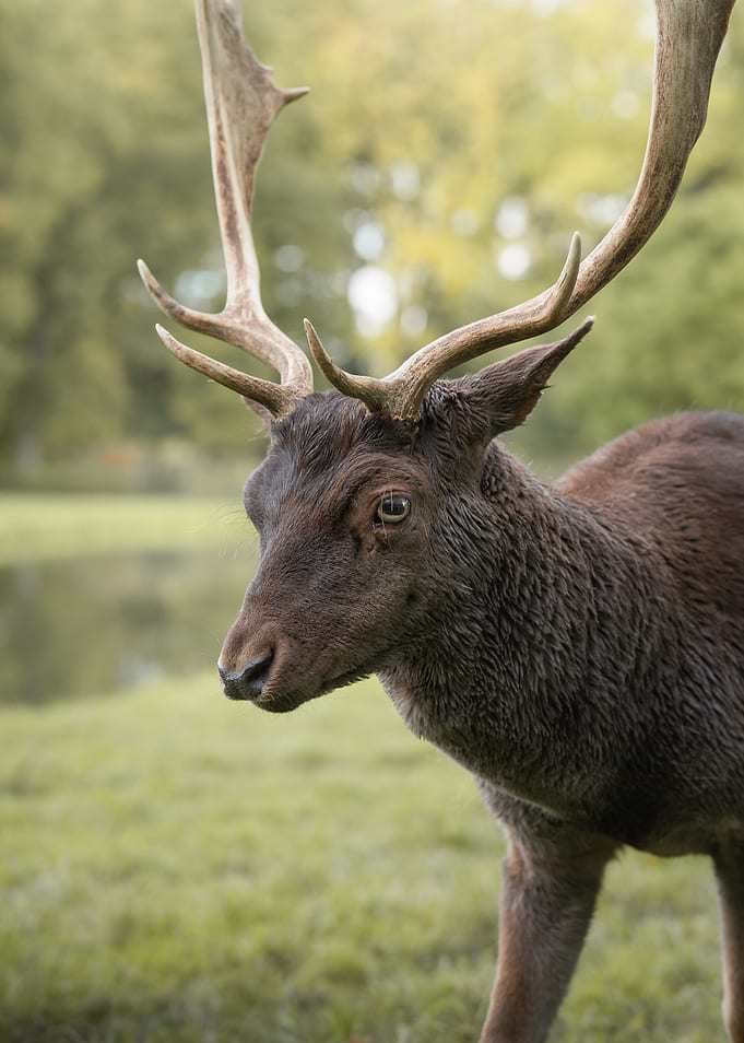 Close-up Fallow Deer