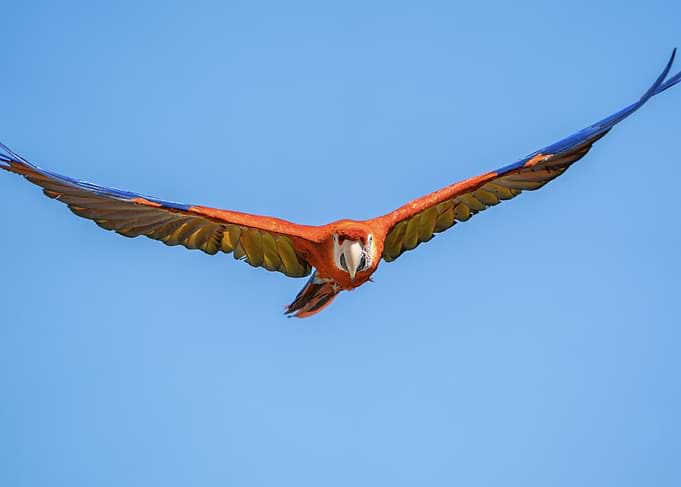 Scarlet Macaw in Flight Parrot