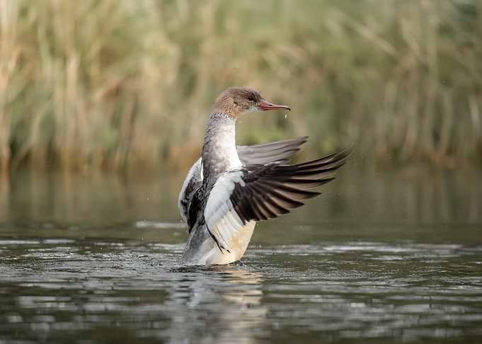 Merganser Duck Splashing in Water