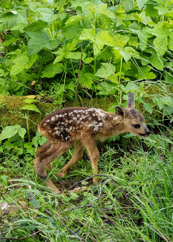 New born fawn in lush green foliage