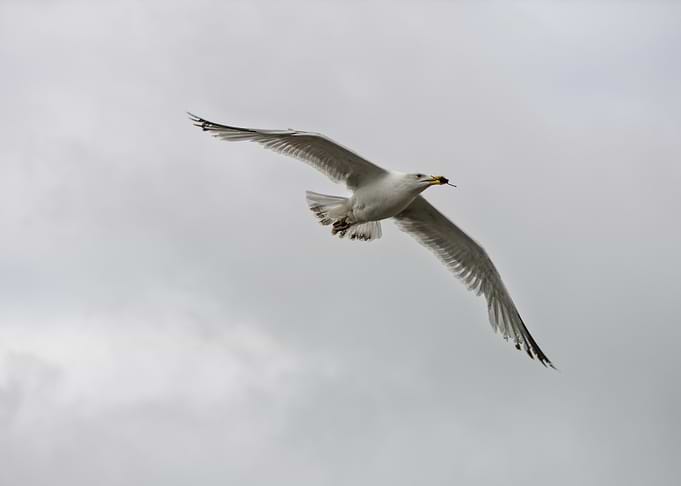 Seagull flying with prey