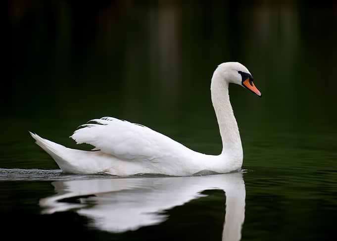 White Swan on Dark Water