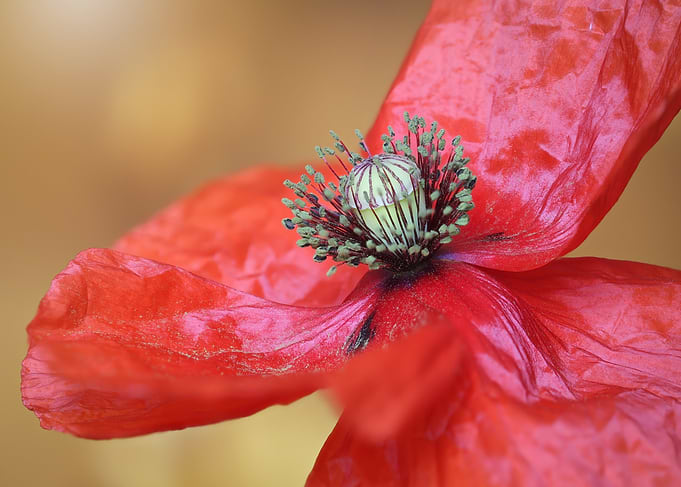 Close-up of a Red Poppy Flower
