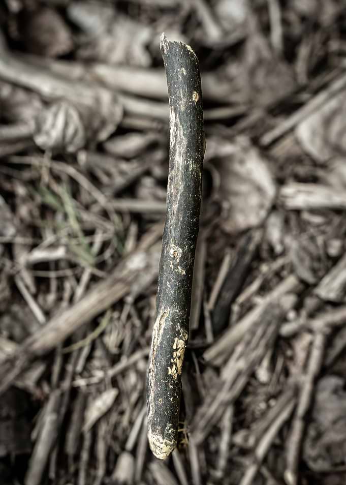 Close-up of a broken twig on the ground