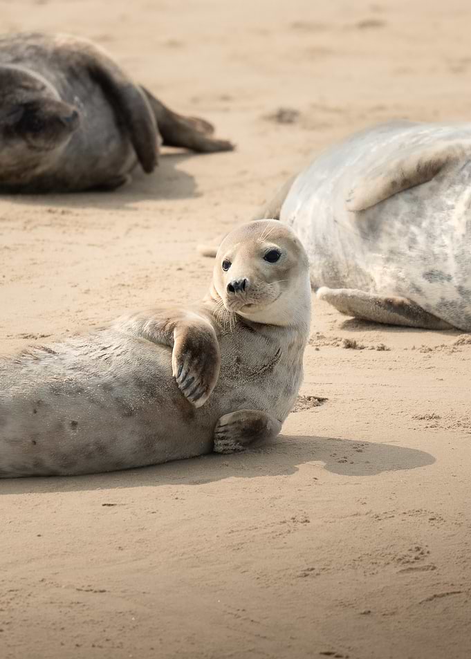 Seal on a Sandy Beach