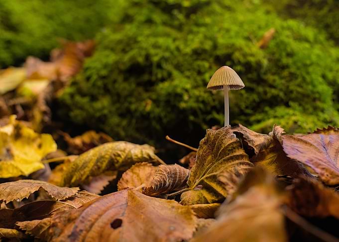 Mushroom on autumn leaves