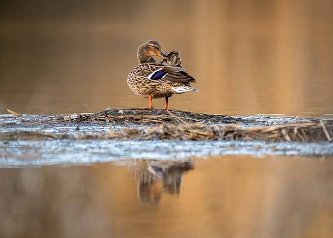 Duck preening on a log