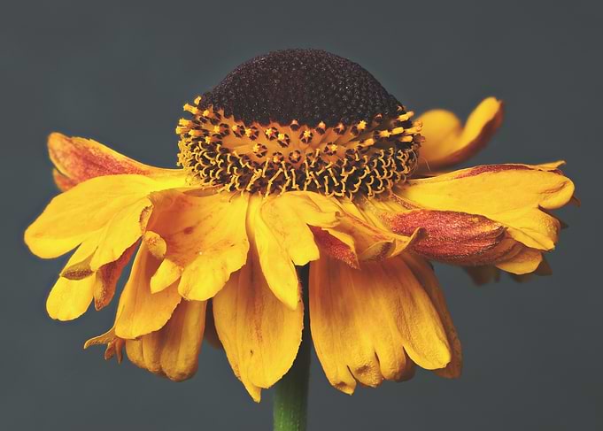 Close-up of a Yellow Flower