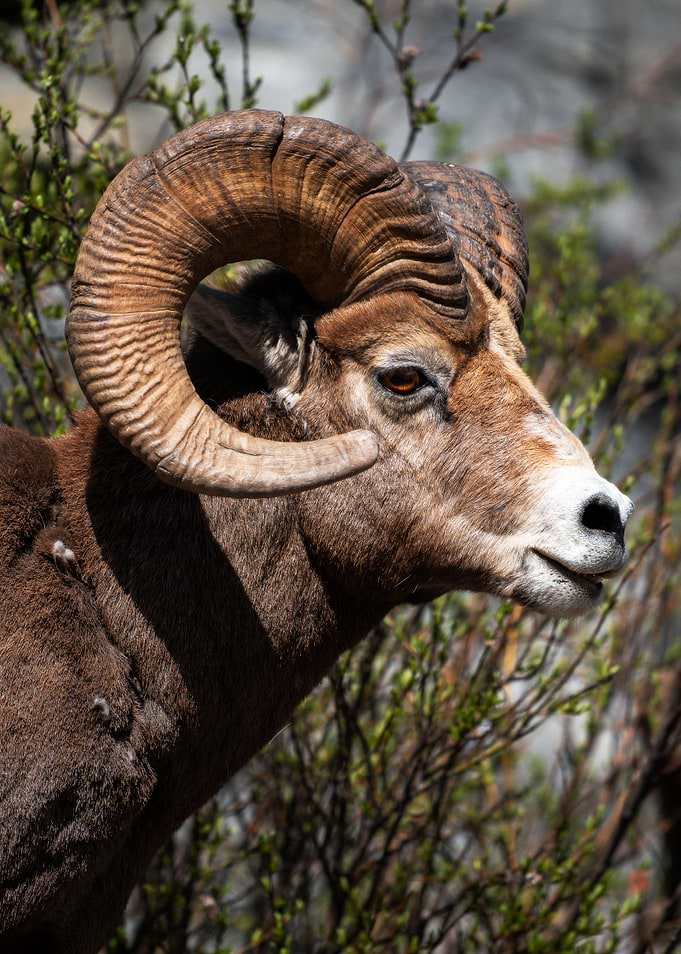 Bighorn Sheep Ram Profile