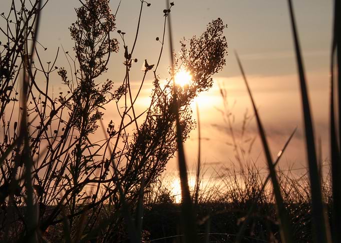 Sunset through silhouetted plants