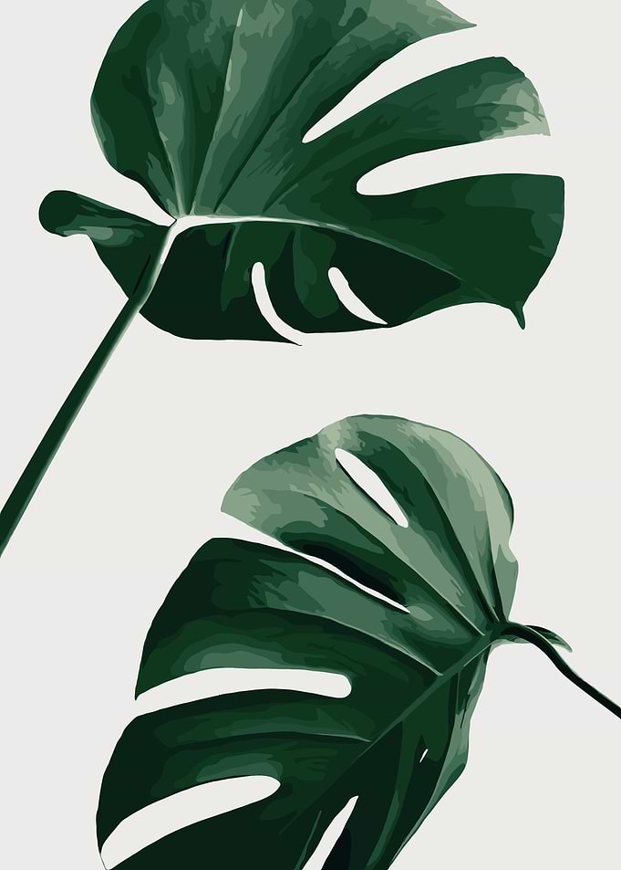 Monstera Leaves Art