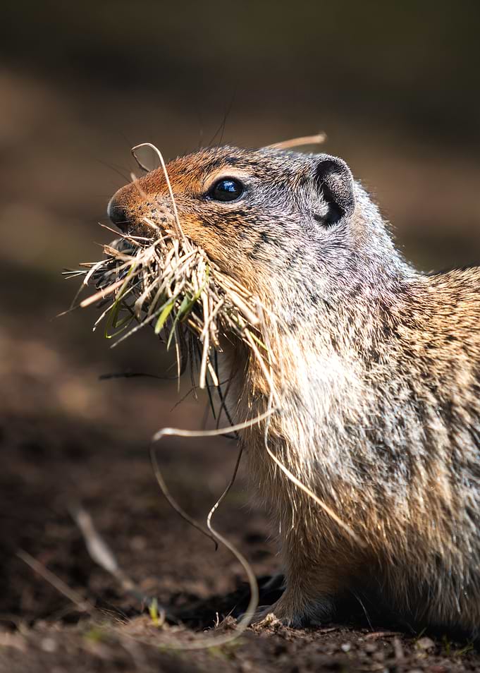 Groundhog carrying grass in its mouth