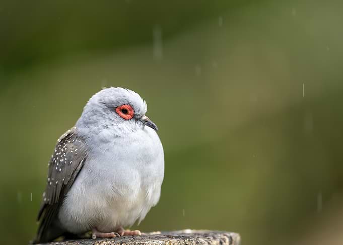 Diamond Dove in the Rain