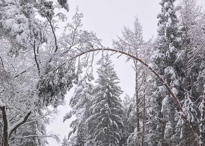 Snow-covered forest with arched tree