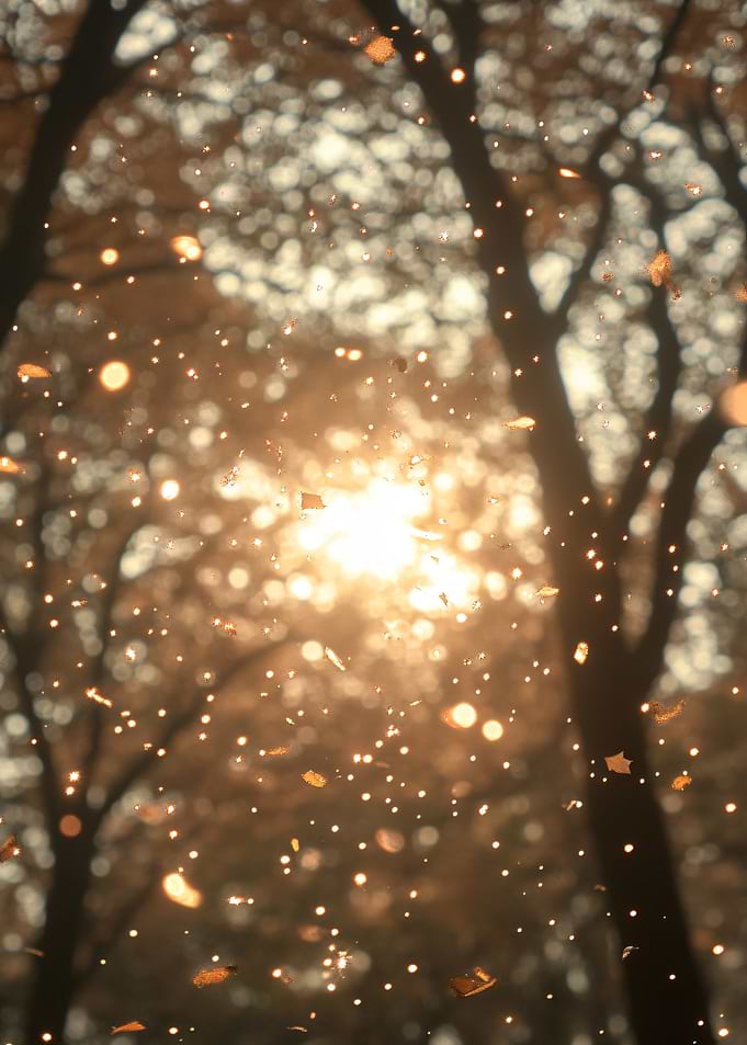 Autumn Sunlight Through Trees