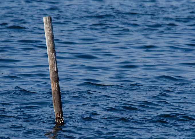 Wooden post in blue water