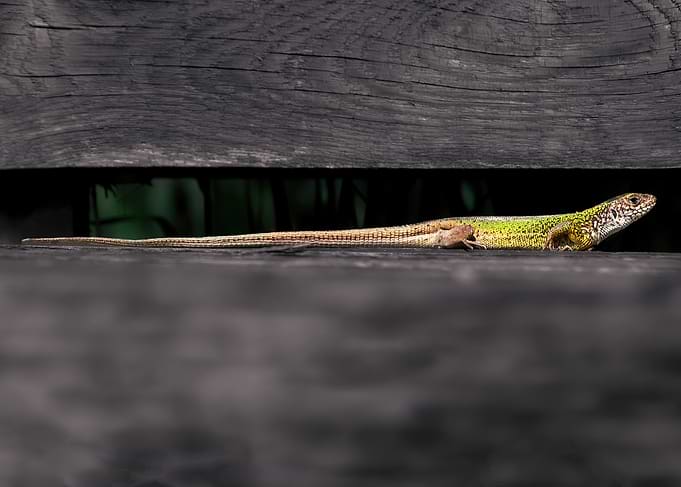 Lizard on a wooden surface