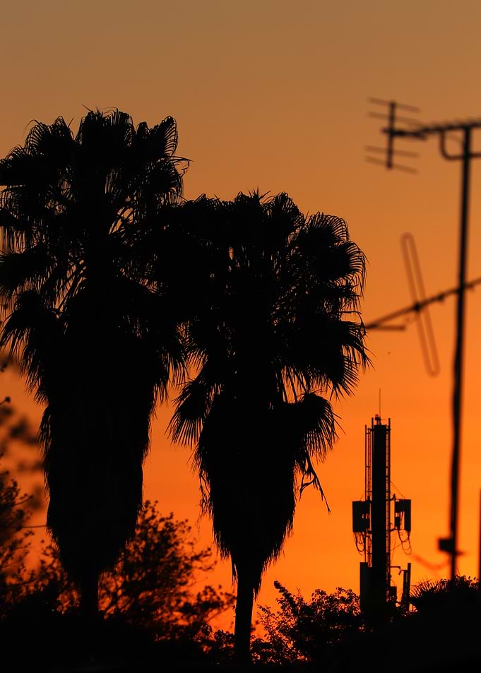Palm Trees Silhouetted Against Sunset