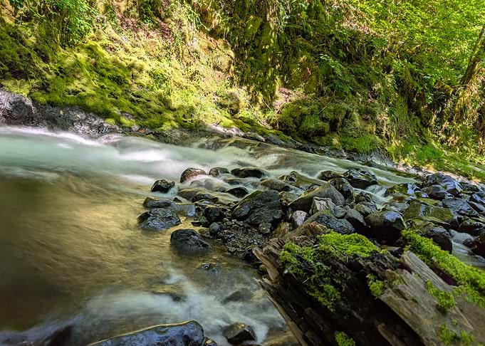 Mossy Forest Stream