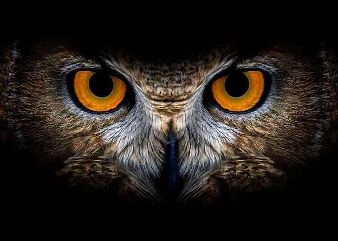 Intense Owl Eyes Close-Up