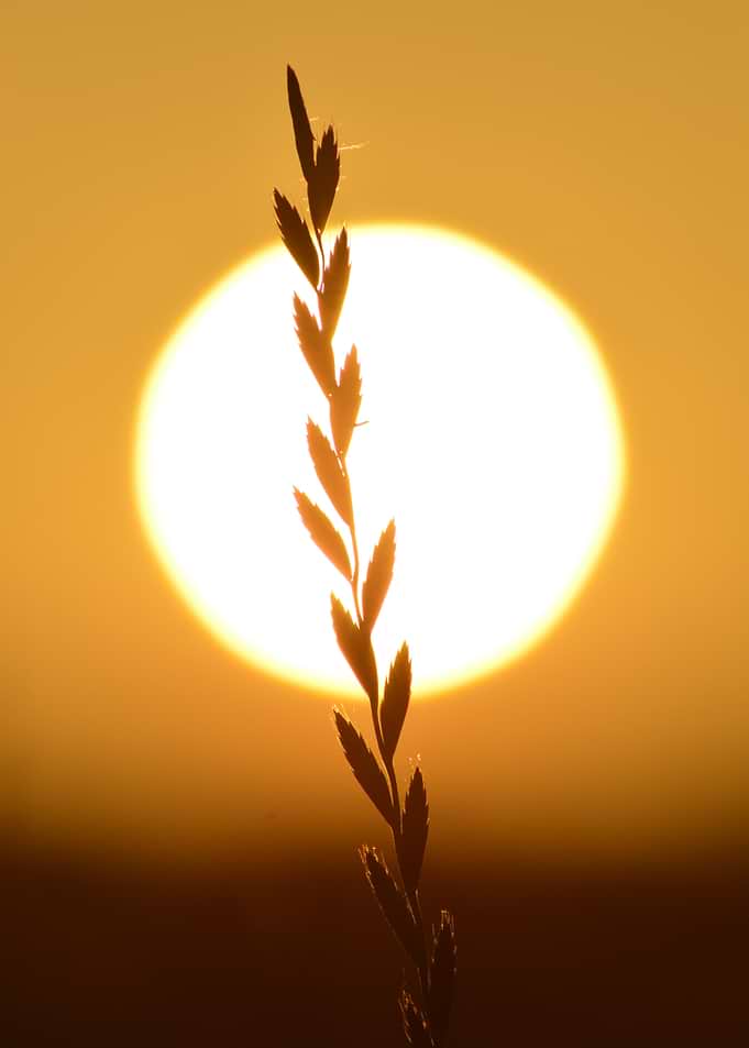 Golden Silence — Sunlit Stem