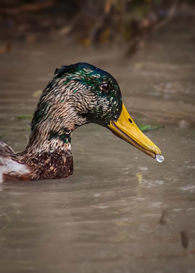 Mallard Duck with Water Droplet