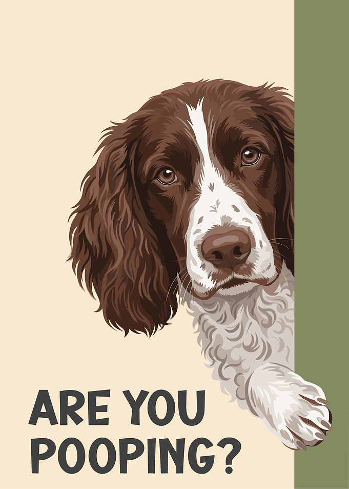 Springer Spaniel 'Are you pooping?'