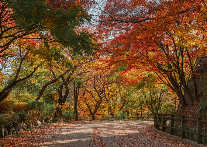 Autumn path with colorful trees in Seoul, South Korea
