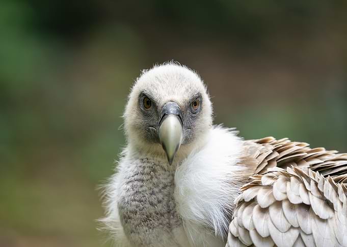 Close-up of a young vulture