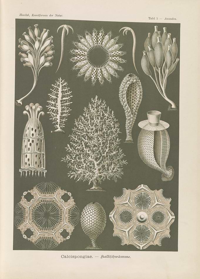 Vintage Illustration of Calcispongiae