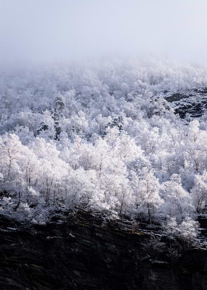 Snow-covered forest on a rocky mountain
