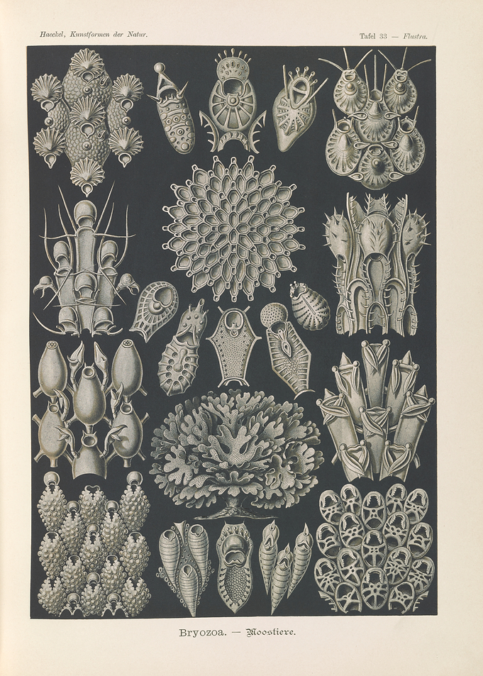 Haeckel's Bryozoa Illustrations
