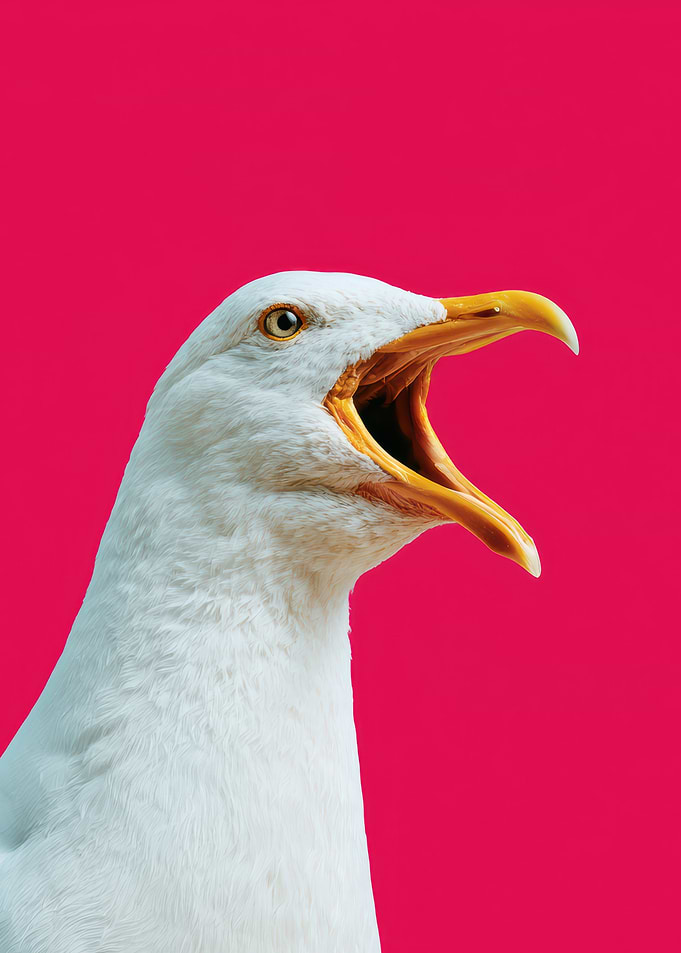 Screaming Seagull
