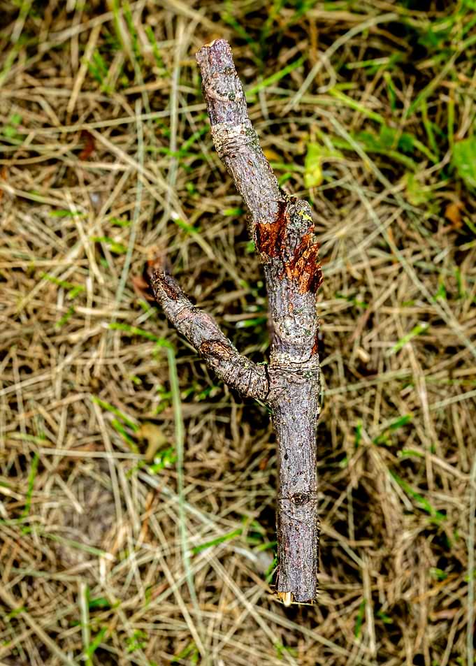 A Y-shaped twig on dry grass
