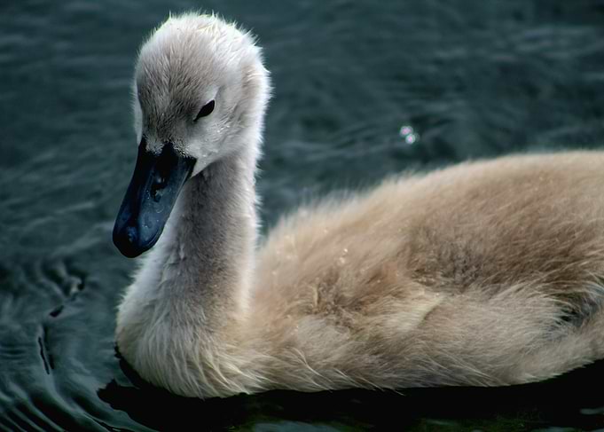 Cute Swan Cygnet Swimming
