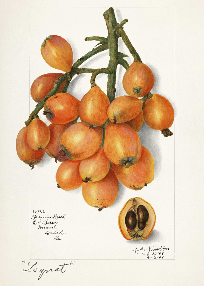 Loquat Fruit Illustration