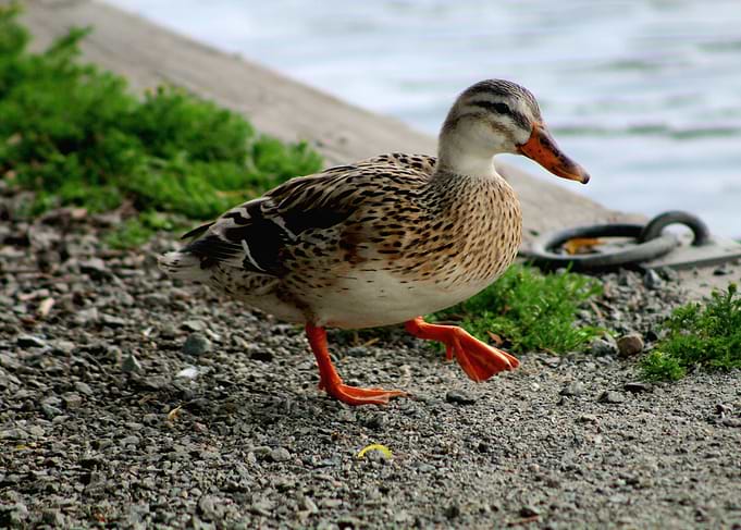 Duck walking on gravel by water